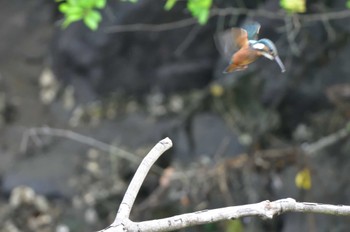 2024年6月15日(土) 長浜公園の野鳥観察記録