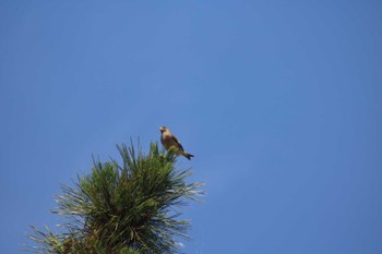 Grey-capped Greenfinch 稲毛海浜公園 Sat, 6/15/2024