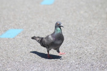 Rock Dove 稲毛海浜公園 Sat, 6/15/2024