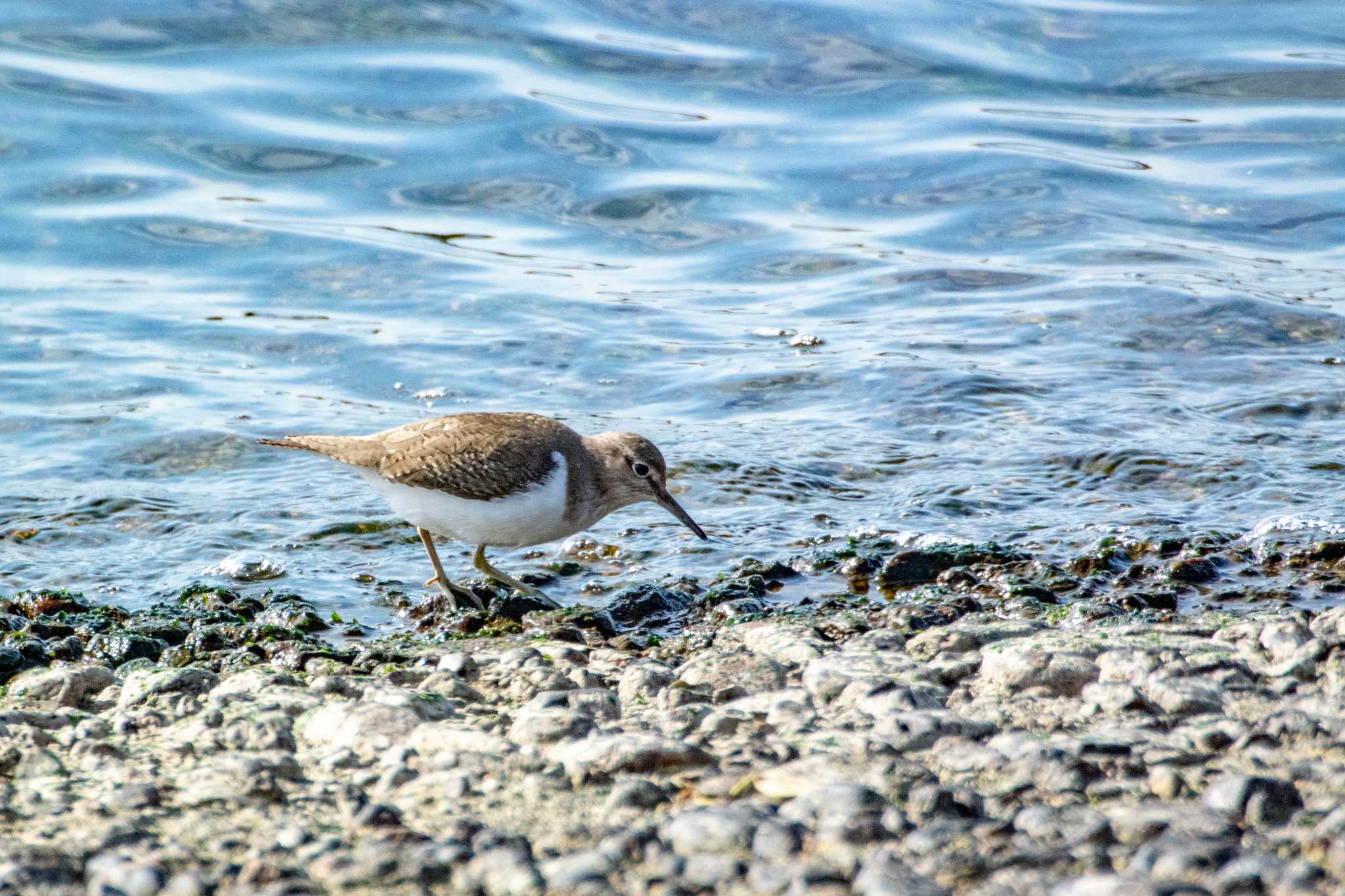 Photo of Common Sandpiper at 藤江海岸(兵庫県明石市) by ときのたまお