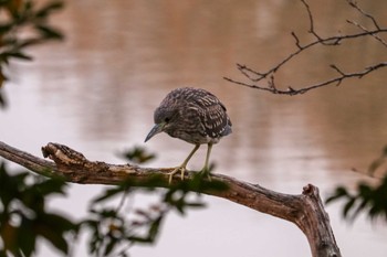 ゴイサギ 三ツ池公園(横浜市鶴見区) 2019年1月14日(月)