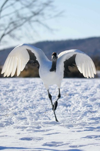 タンチョウ 鶴居村 2019年1月13日(日)