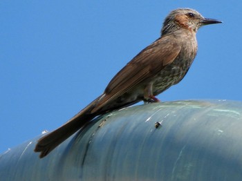 2024年6月15日(土) 芝川第一調節池(芝川貯水池)の野鳥観察記録