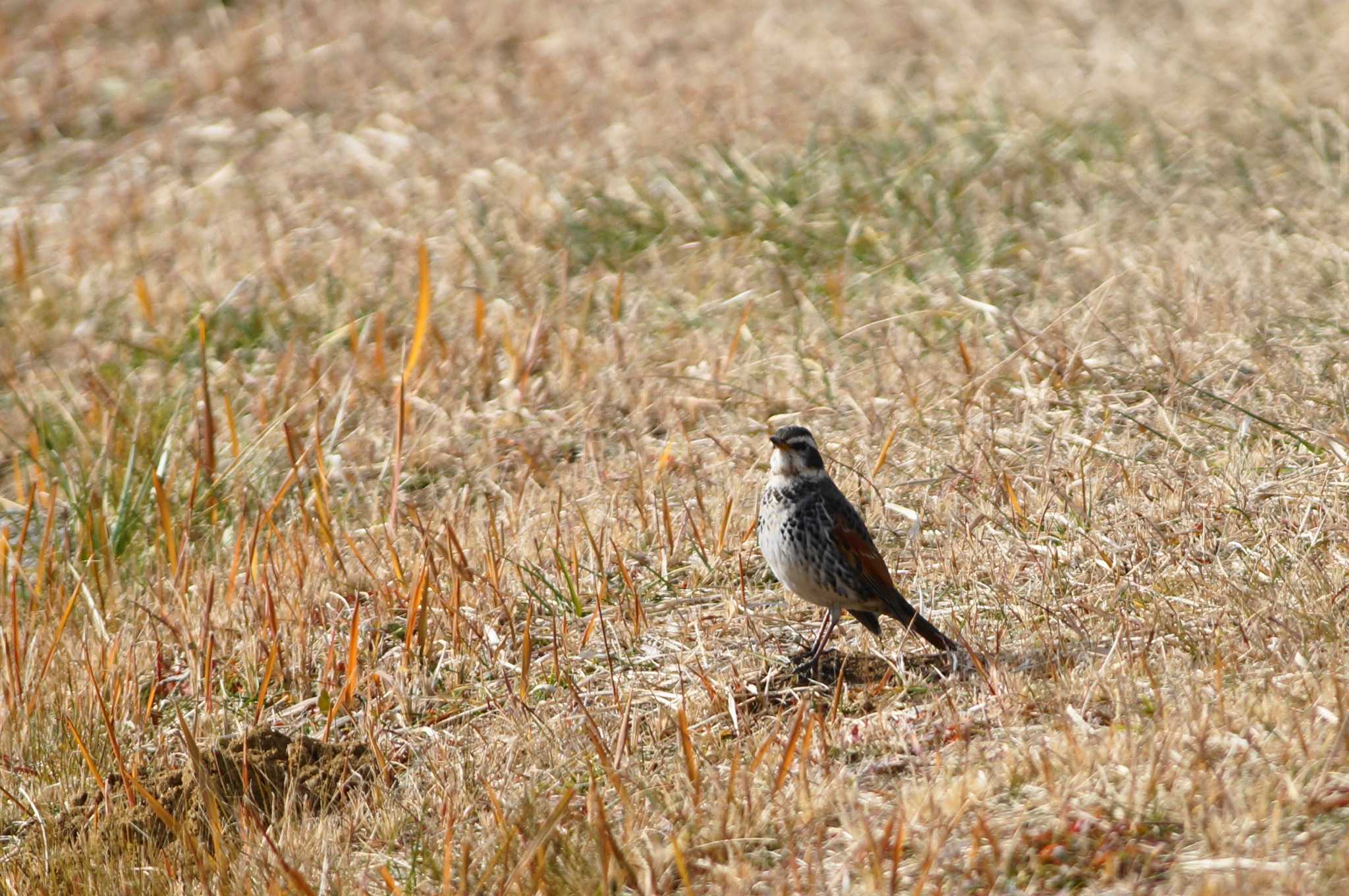 Dusky Thrush