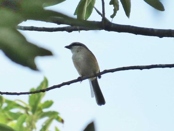 2024年6月15日(土) 松尾寺公園の野鳥観察記録