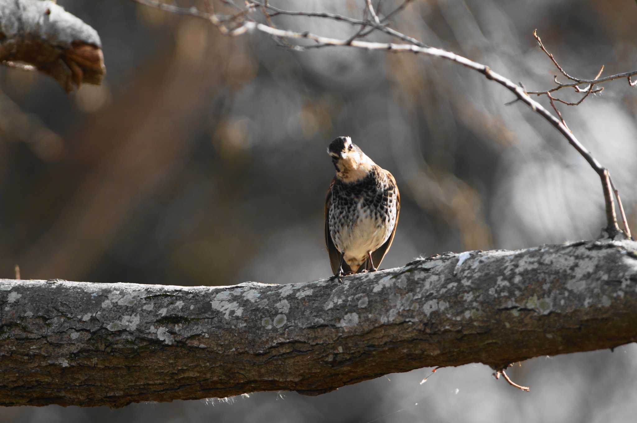 Dusky Thrush