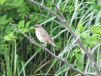 Sat, 6/15/2024 Birding report at はまなすの丘公園(石狩市)