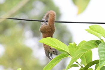 2024年6月2日(日) Hala Bala Wildelife Sanctuaryの野鳥観察記録