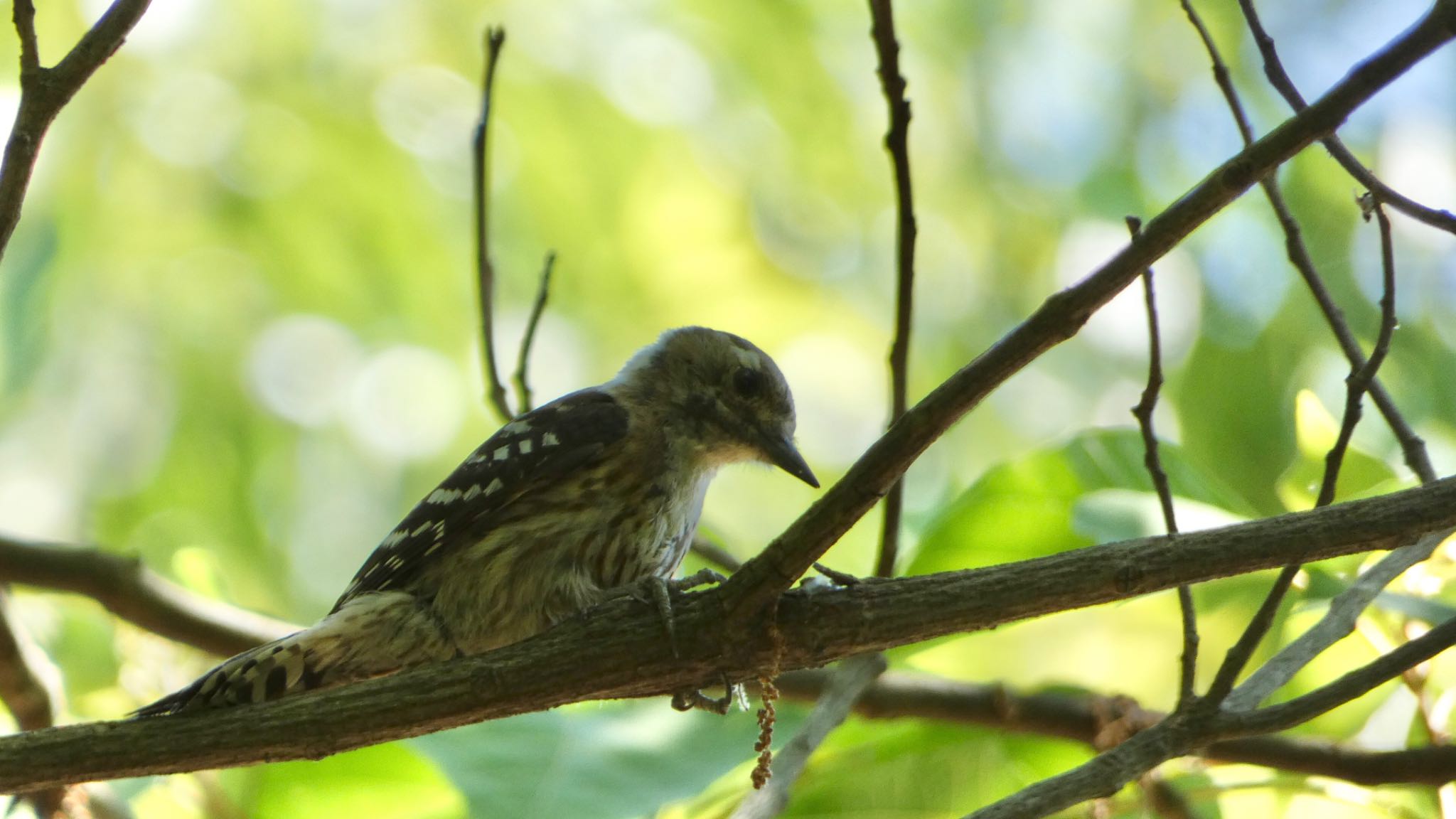 Japanese Pygmy Woodpecker