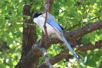 オナガ 都立浮間公園 2024年6月15日(土)