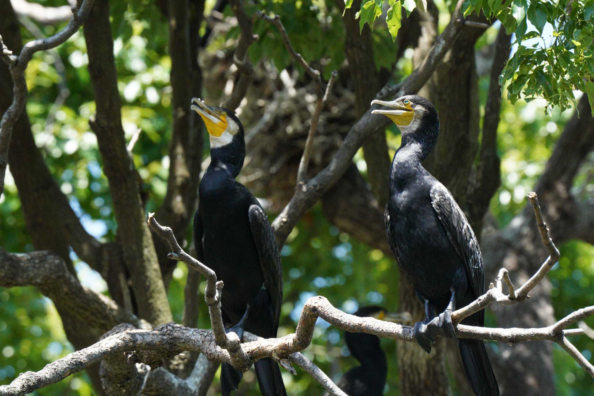 Photo of Great Cormorant at 横十間川親水公園(東京都江東区) by とろぴたる