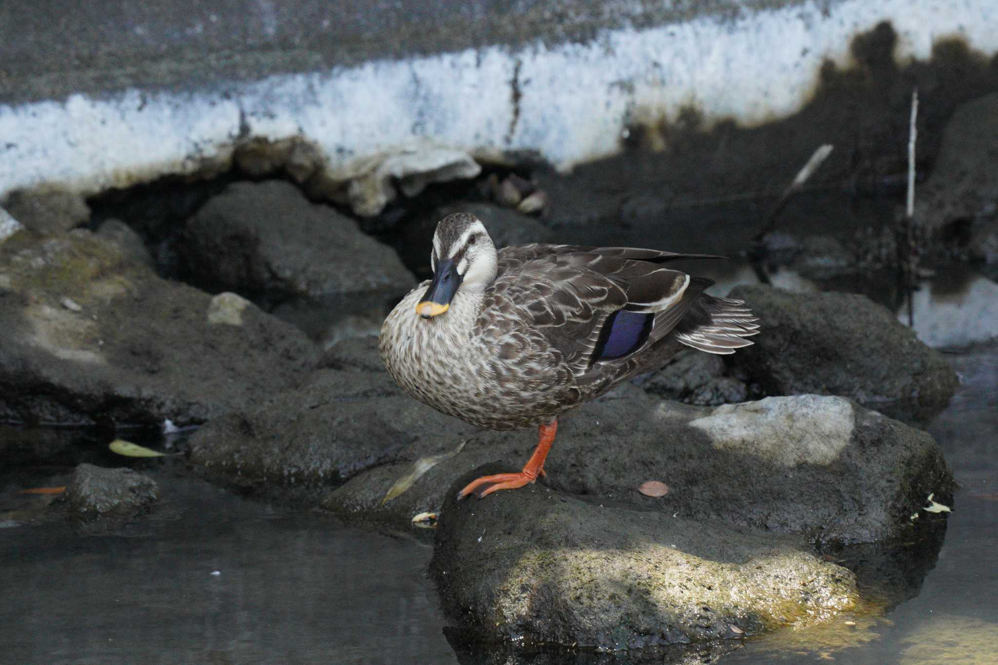 Photo of Eastern Spot-billed Duck at 仙台堀川公園(江東区) by とろぴたる