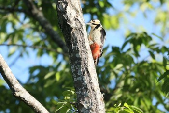 2024年6月14日(金) 6月の八ヶ岳山麓の探鳥記録の野鳥観察記録