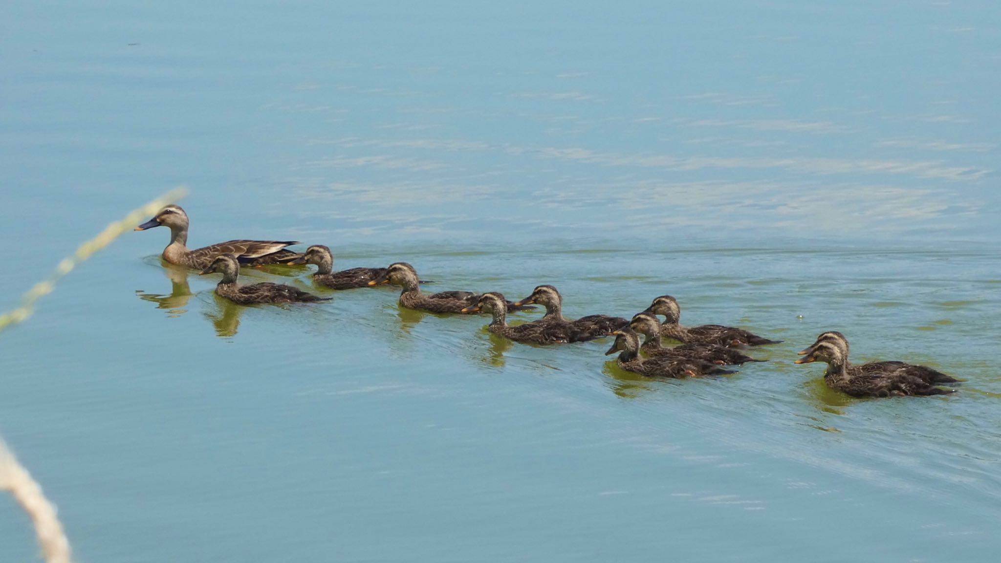 Eastern Spot-billed Duck