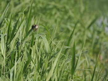 2024年5月11日(土) 伊佐沼の野鳥観察記録