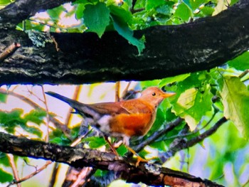 2024年6月15日(土) 埼玉県民の森の野鳥観察記録