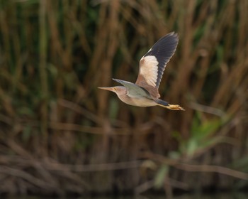 Yellow Bittern Isanuma Sat, 6/15/2024