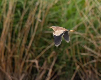 Yellow Bittern Isanuma Sat, 6/15/2024