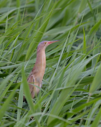 Yellow Bittern Isanuma Sat, 6/15/2024