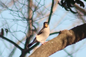 Japanese Grosbeak 羽村市多摩川 Wed, 1/16/2019