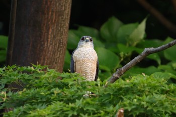 2024年6月12日(水) ギャザリアビオガーデン　フジクラ木場千年の森の野鳥観察記録