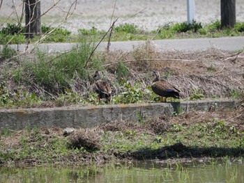 Sat, 5/18/2024 Birding report at Isanuma