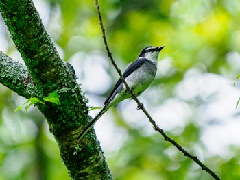 Ryukyu Minivet 南阿蘇ビジターセンター Sat, 6/15/2024