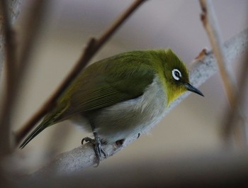 Warbling White-eye 東京都品川区 Wed, 1/16/2019