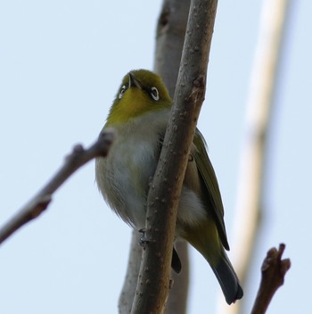 Warbling White-eye 東京都品川区 Wed, 1/16/2019