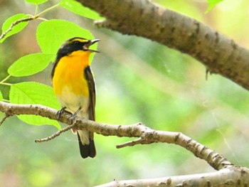 Sat, 6/15/2024 Birding report at 大和民俗公園