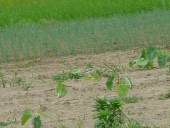 2024年6月15日(土) 矢切農耕地の野鳥観察記録