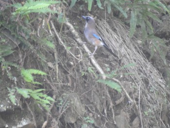 2024年6月15日(土) 早戸川林道の野鳥観察記録