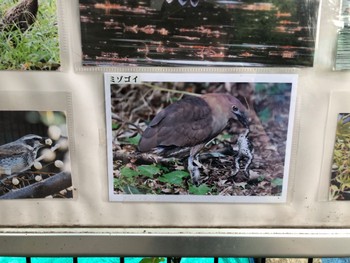 2024年6月9日(日) 都立浮間公園の野鳥観察記録