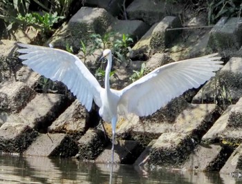 Sat, 6/15/2024 Birding report at 越谷サギコロニー