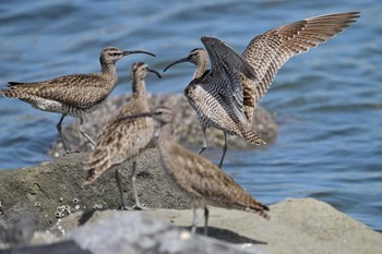 Sat, 6/15/2024 Birding report at Tokyo Port Wild Bird Park