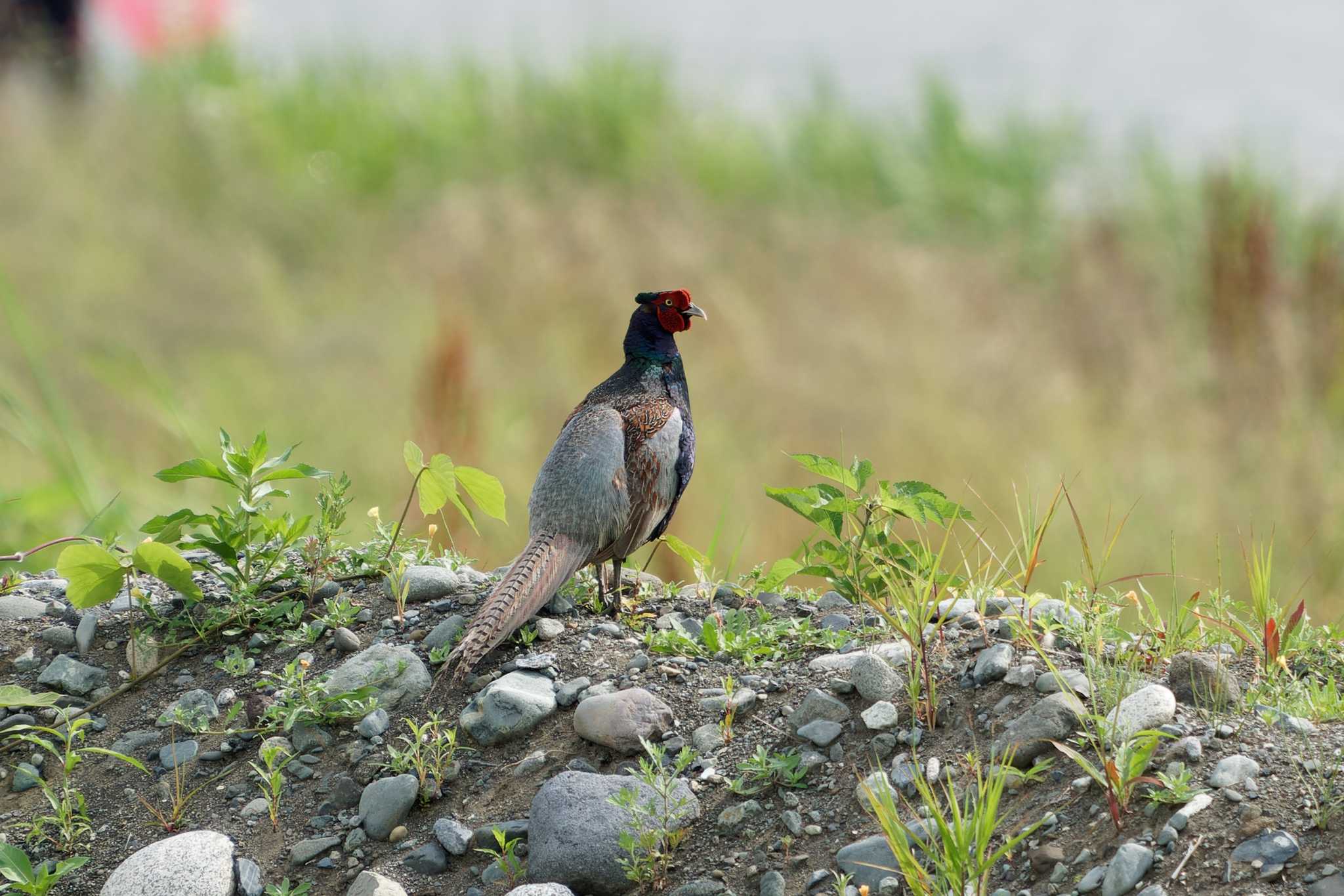 2024年6月14日(金) 栢山頭首工の野鳥観察記録 by たねもみちゃん | ZooPicker 2024年6月14日(金) 栢山頭首工の野鳥観察記録 by たねもみちゃん | ZooPicker