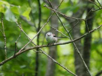 2024年6月14日(金) 西岡公園(西岡水源地)の野鳥観察記録