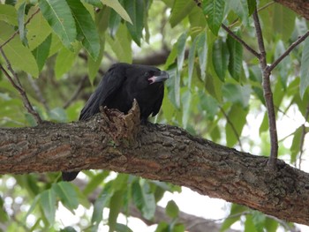 Sat, 6/15/2024 Birding report at Hattori Ryokuchi Park