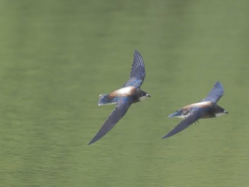 2024年6月13日(木) ひるがの高原(蛭ヶ野高原)の野鳥観察記録