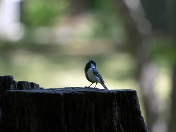 Japanese Tit つくば市 Sat, 6/8/2024