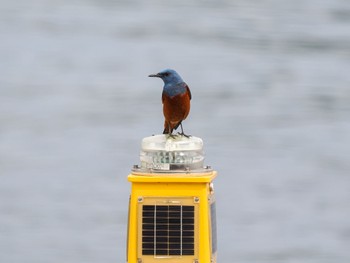 2024年5月21日(火) お台場海浜公園の野鳥観察記録