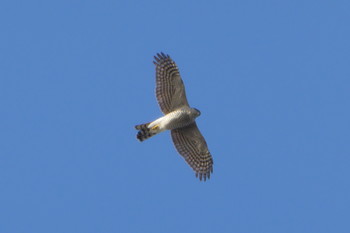 2019年1月16日(水) 横浜市 臨港パークの野鳥観察記録