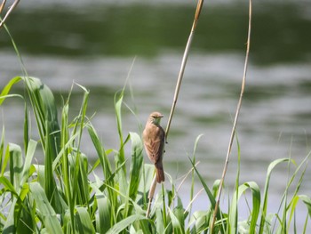 Sat, 6/15/2024 Birding report at 東屯田川遊水地