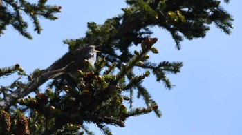 2024年6月15日(土) 大河原峠 双子山の野鳥観察記録