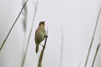 Sat, 6/15/2024 Birding report at 仏沼湿原