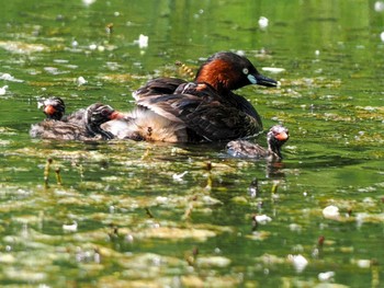 Sat, 6/15/2024 Birding report at 五天山公園(札幌市西区)