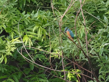 2024年6月15日(土) 福井緑地(札幌市西区)の野鳥観察記録