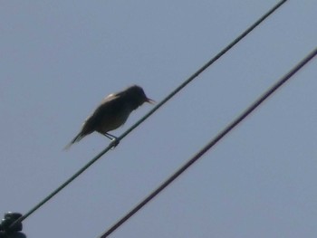 2024年6月8日(土) 御殿場の野鳥観察記録