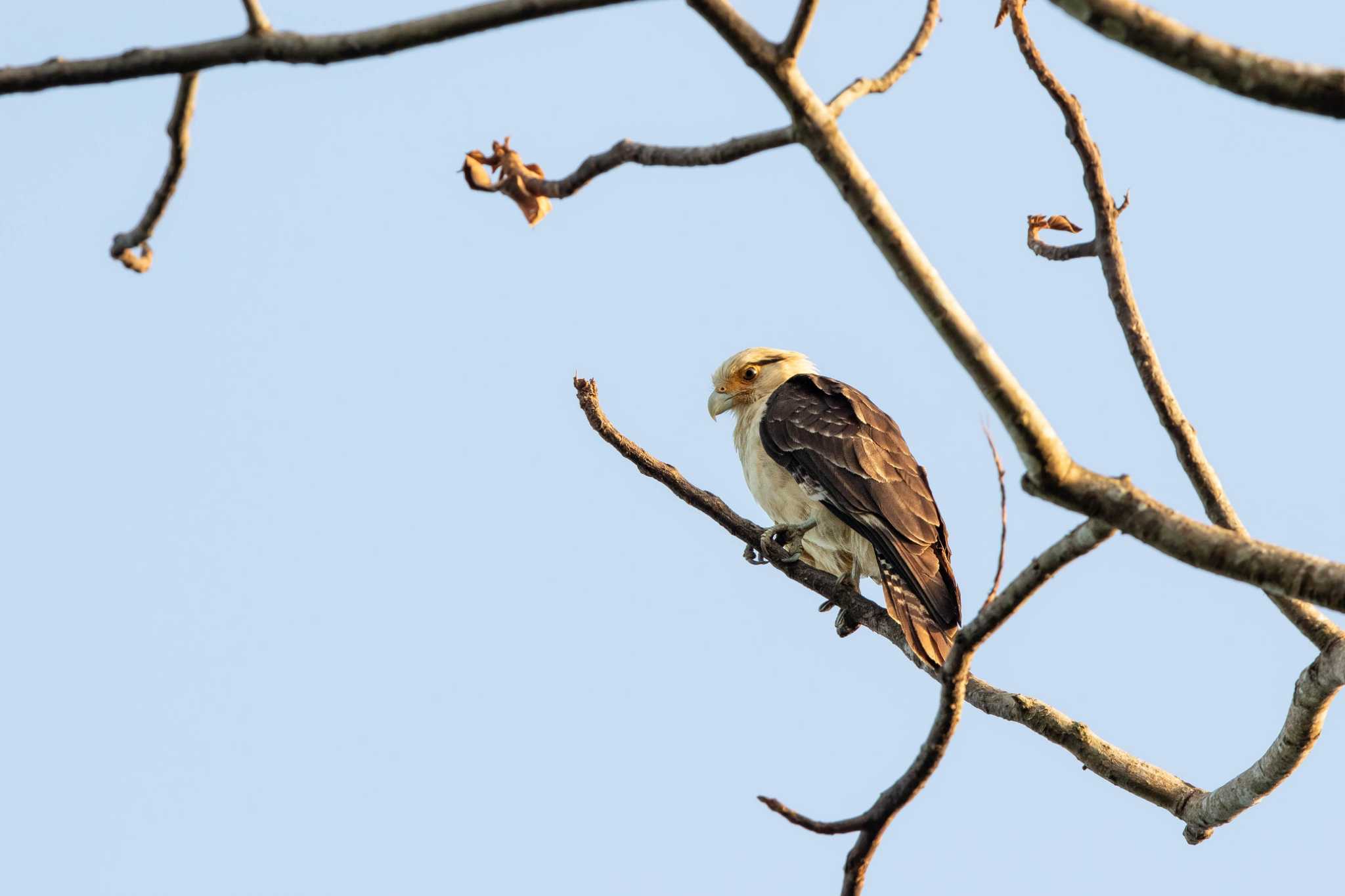 Yellow-headed Caracara