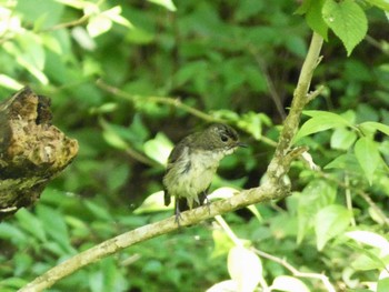 Sat, 6/8/2024 Birding report at 丸火自然公園